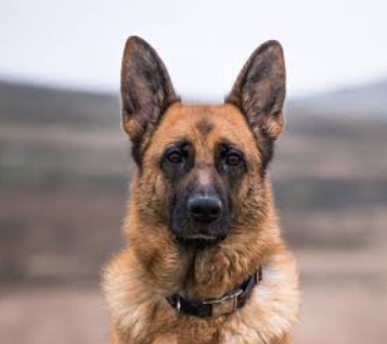 dog GS