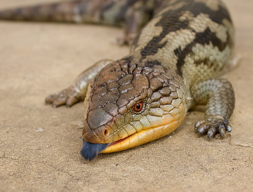 lizard