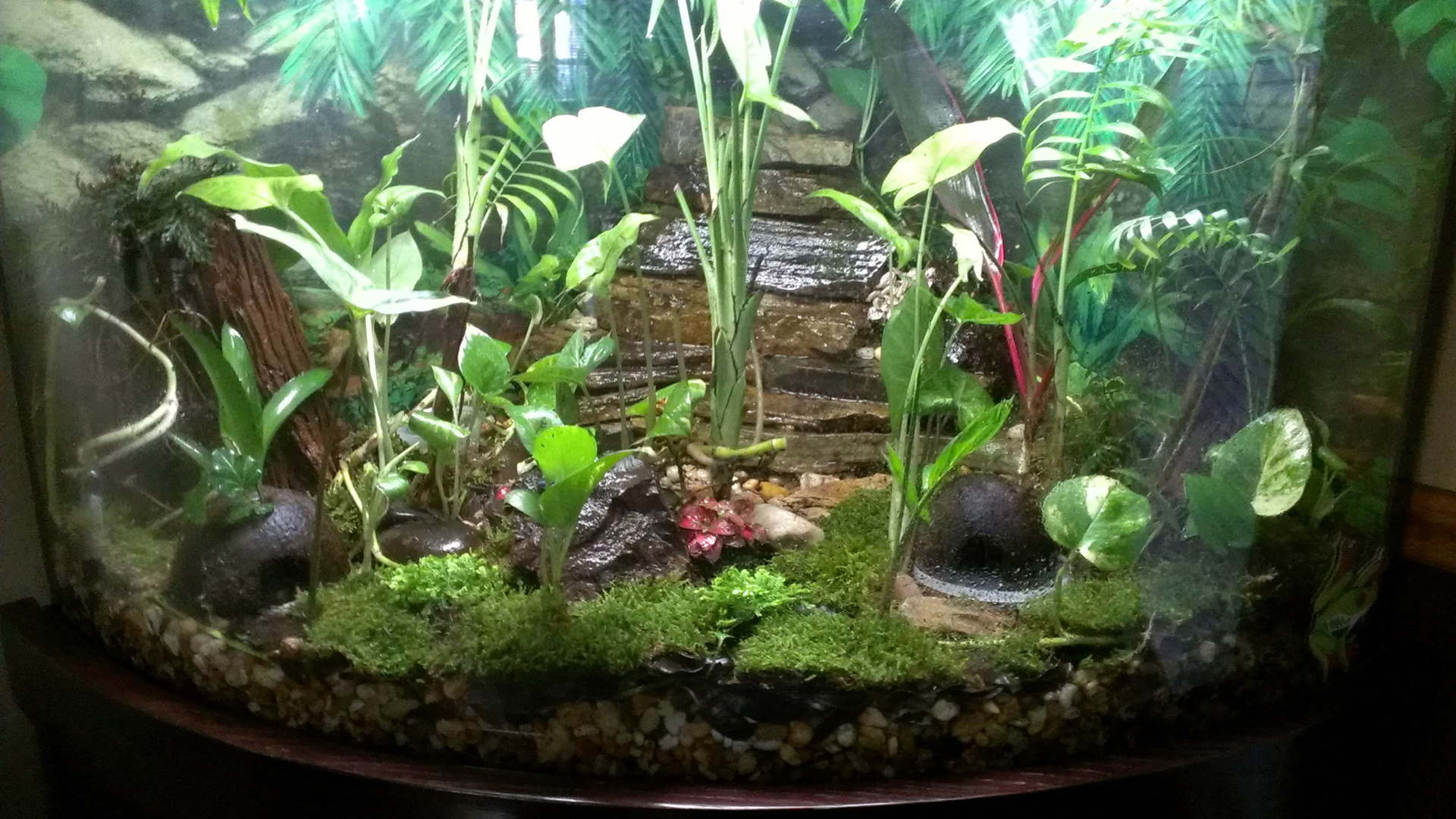 Designing for Terrariums and Paludariums with Frogs Designing for Terrariums and Paludariums with Frogs