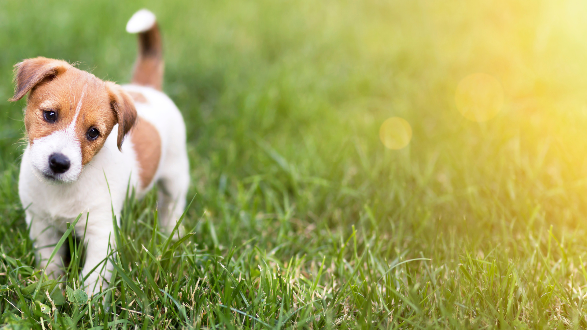 Pet-Friendly Home Lighting Pet-Friendly Home Lighting