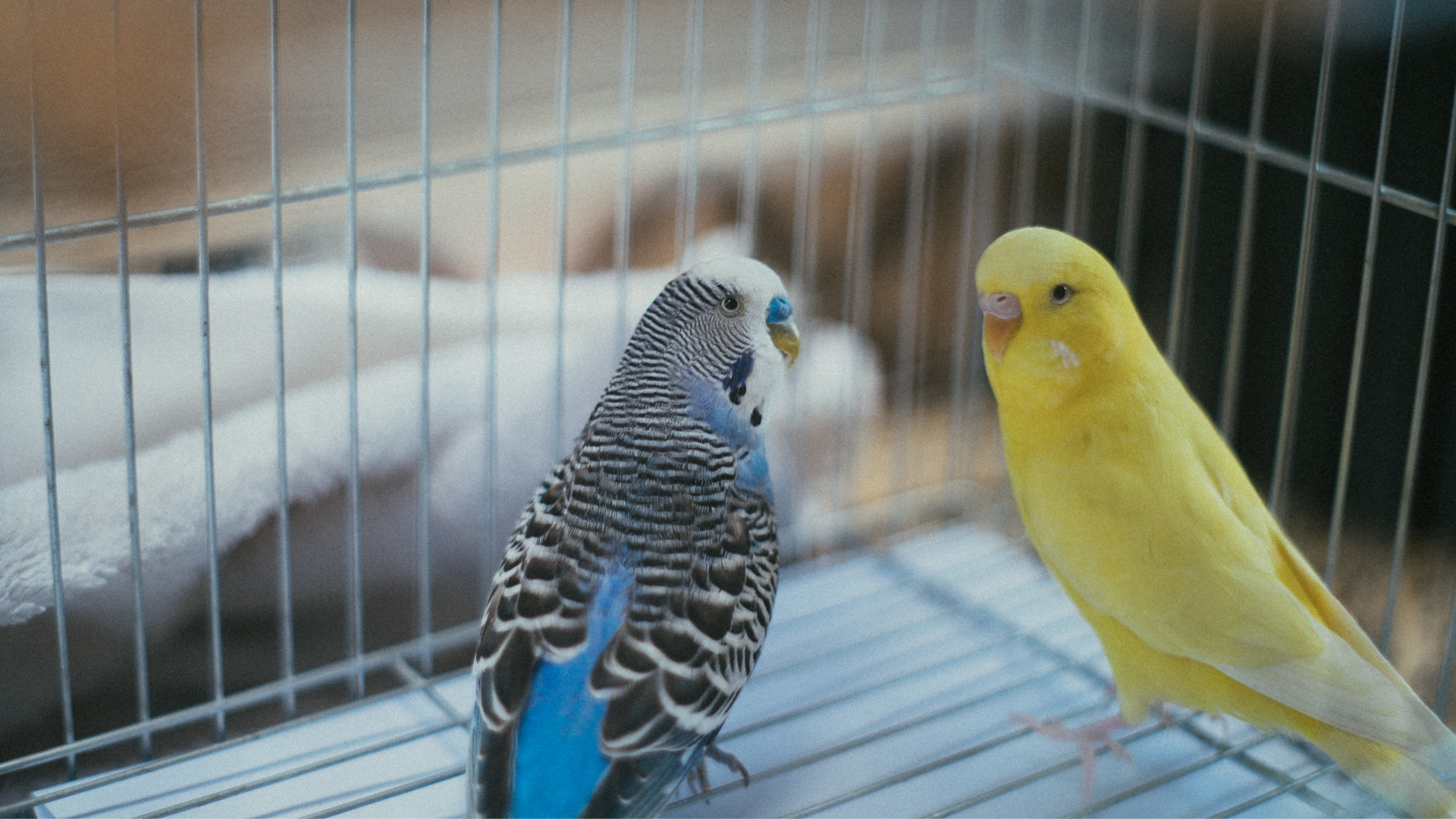 Pet Friendly Home for Birds