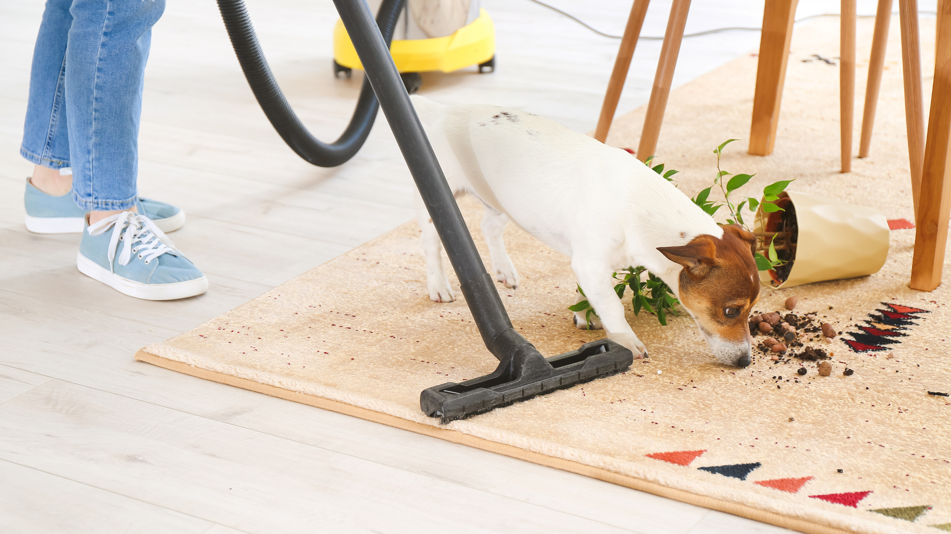 Pet-Friendly home automations Pet-Friendly home automations