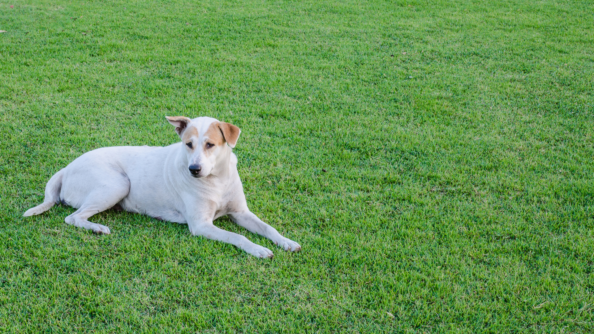 Pet-Safe Yard Landscaping Specifically for Senior Pets Pet-Safe Yard Landscaping Specifically for Senior Pets