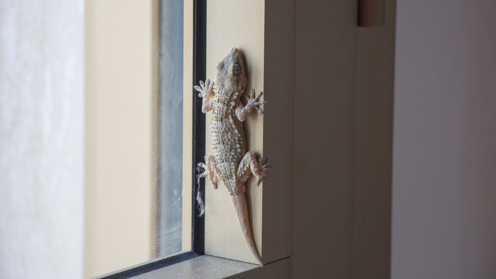 Pet friendly Home Renovation Specifically for Reptiles Pet friendly Home Renovation Specifically for Reptiles