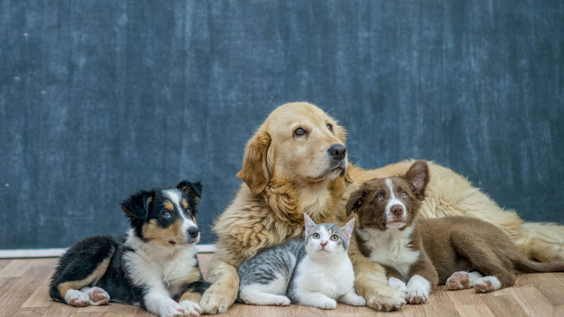 Pet Proof home