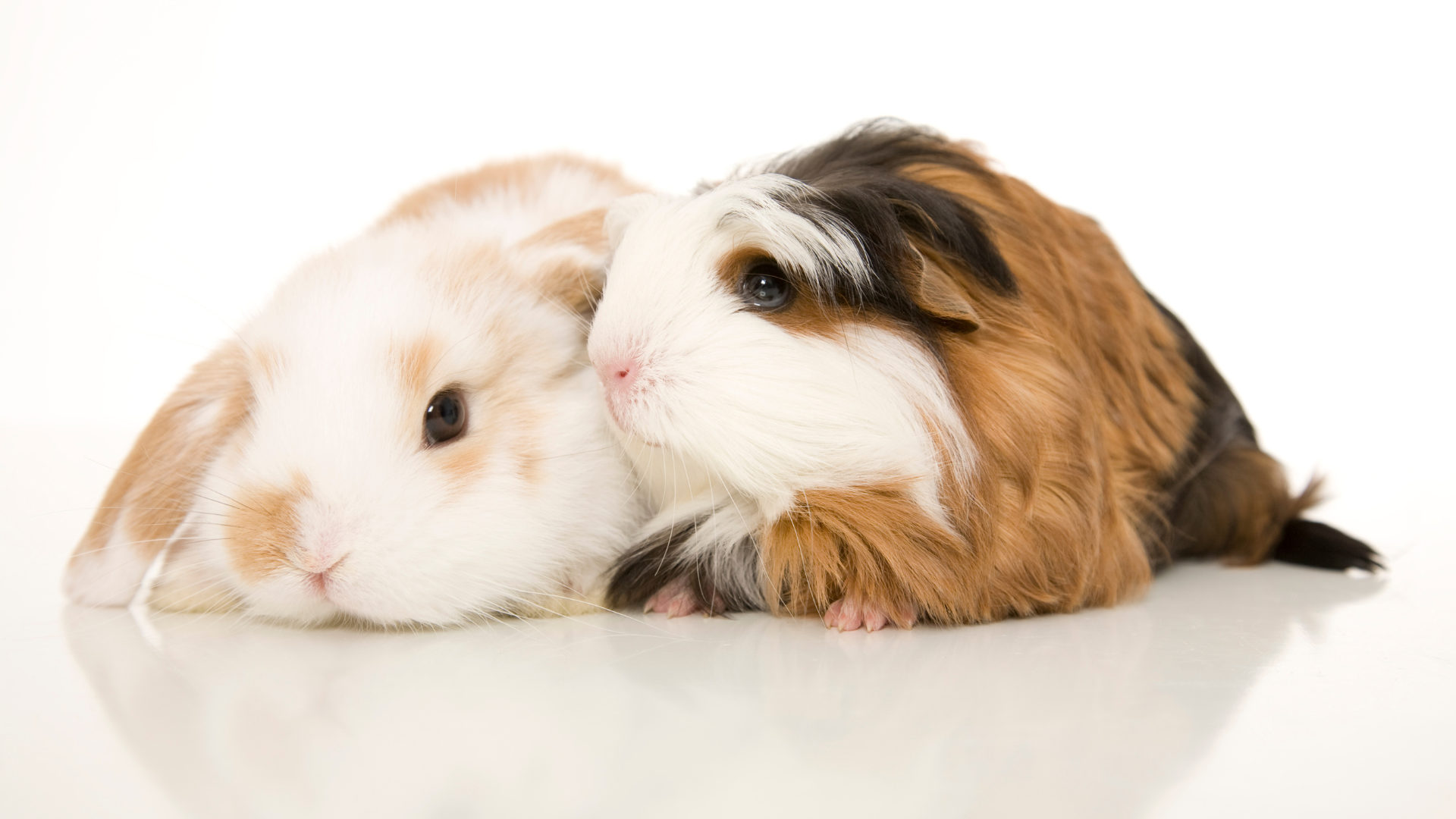 Rabbits, Mice, and Guinea Pigs