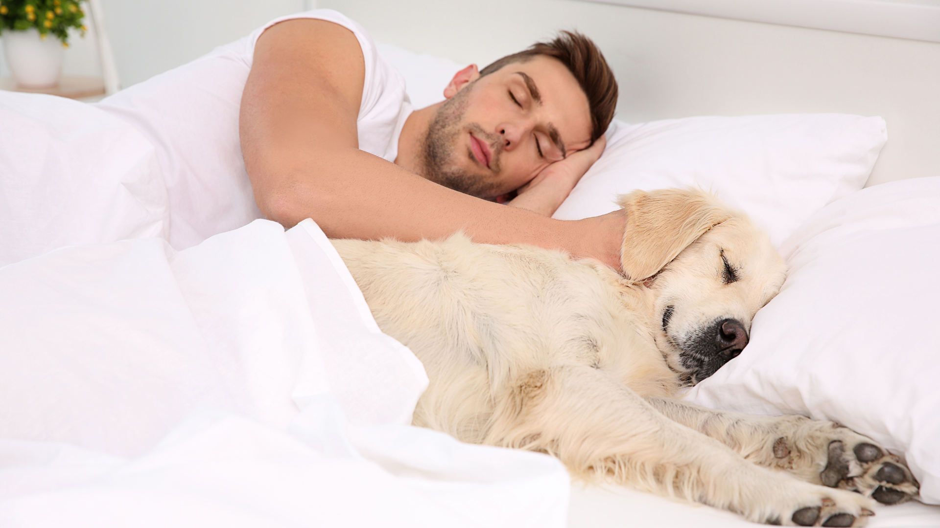 Allergen free home with pets