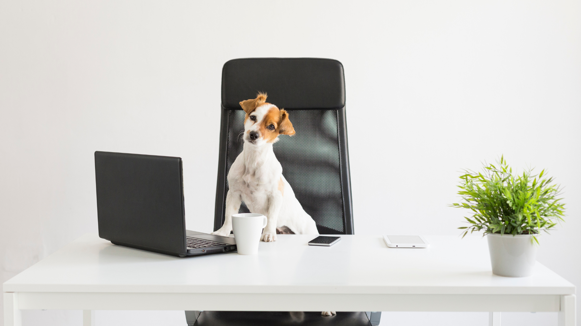 Home office pet-friendly