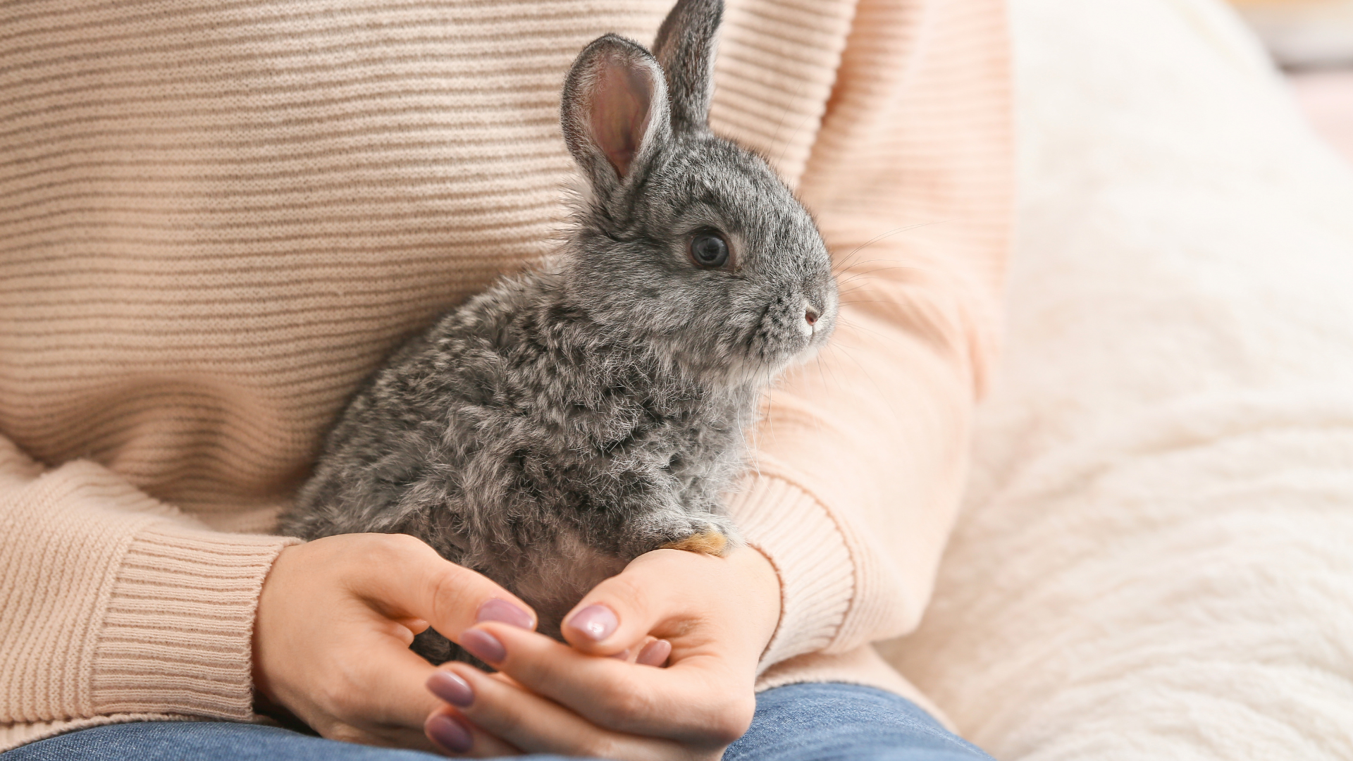 Home renovation for small animals