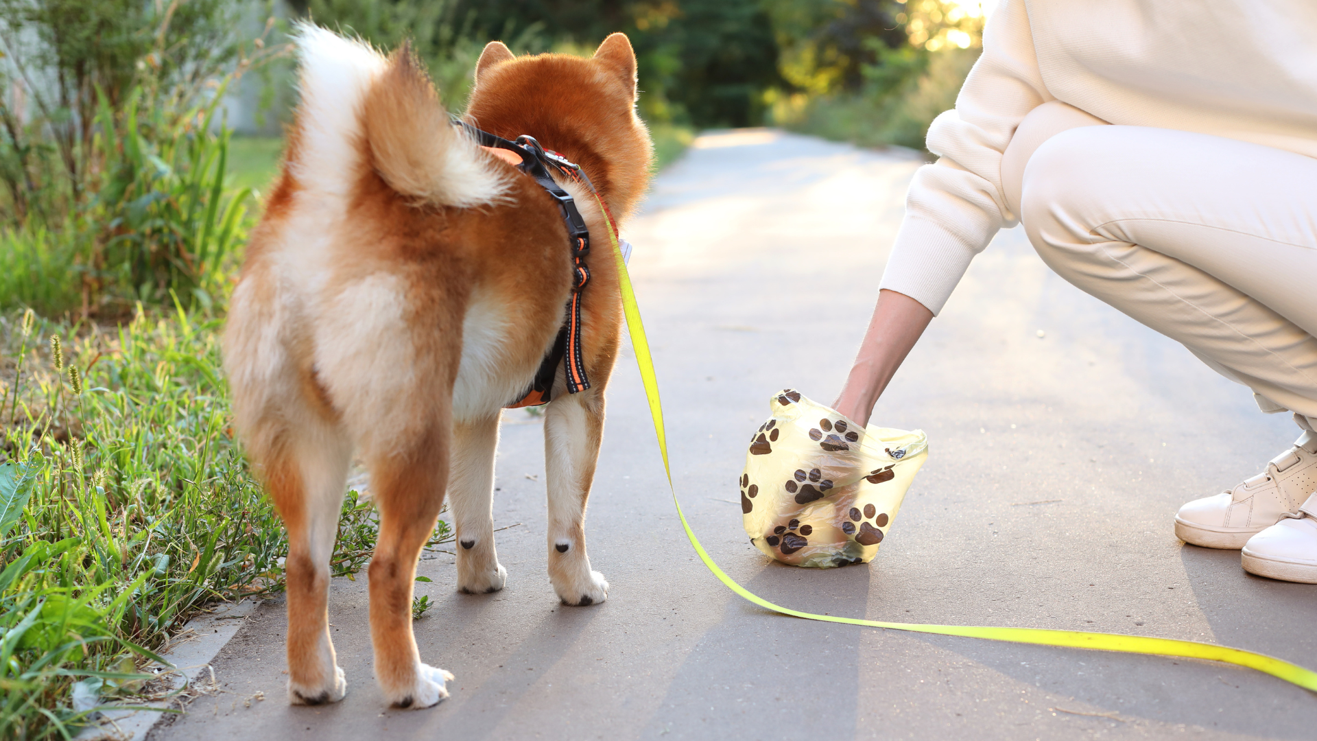 Pet - Friendly Odour Control Solutions