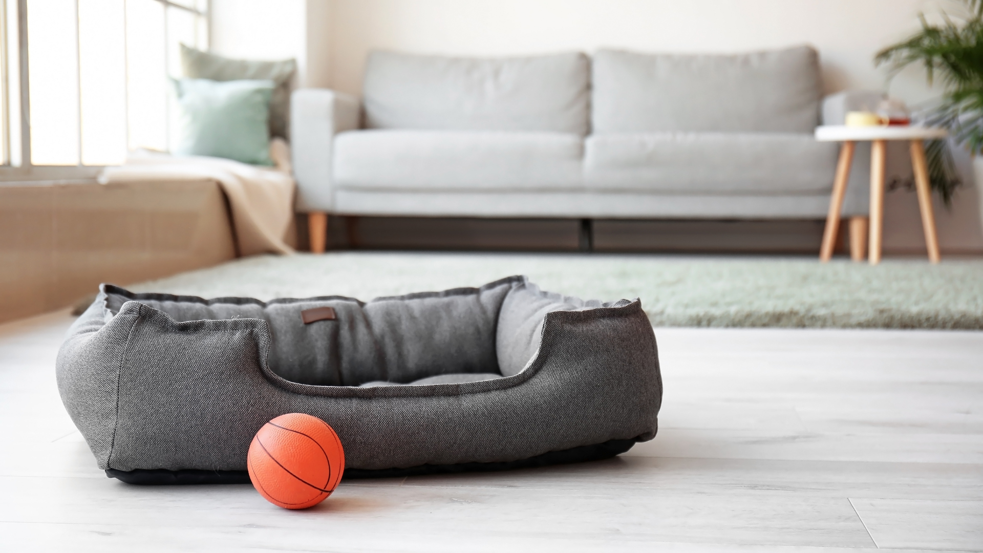 Pet-friendly home decor