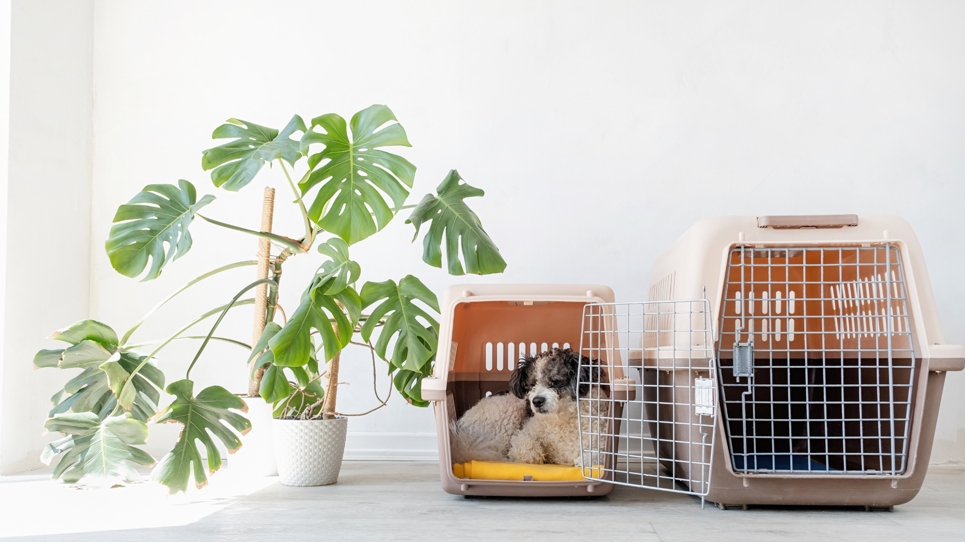 Pet-friendly home security