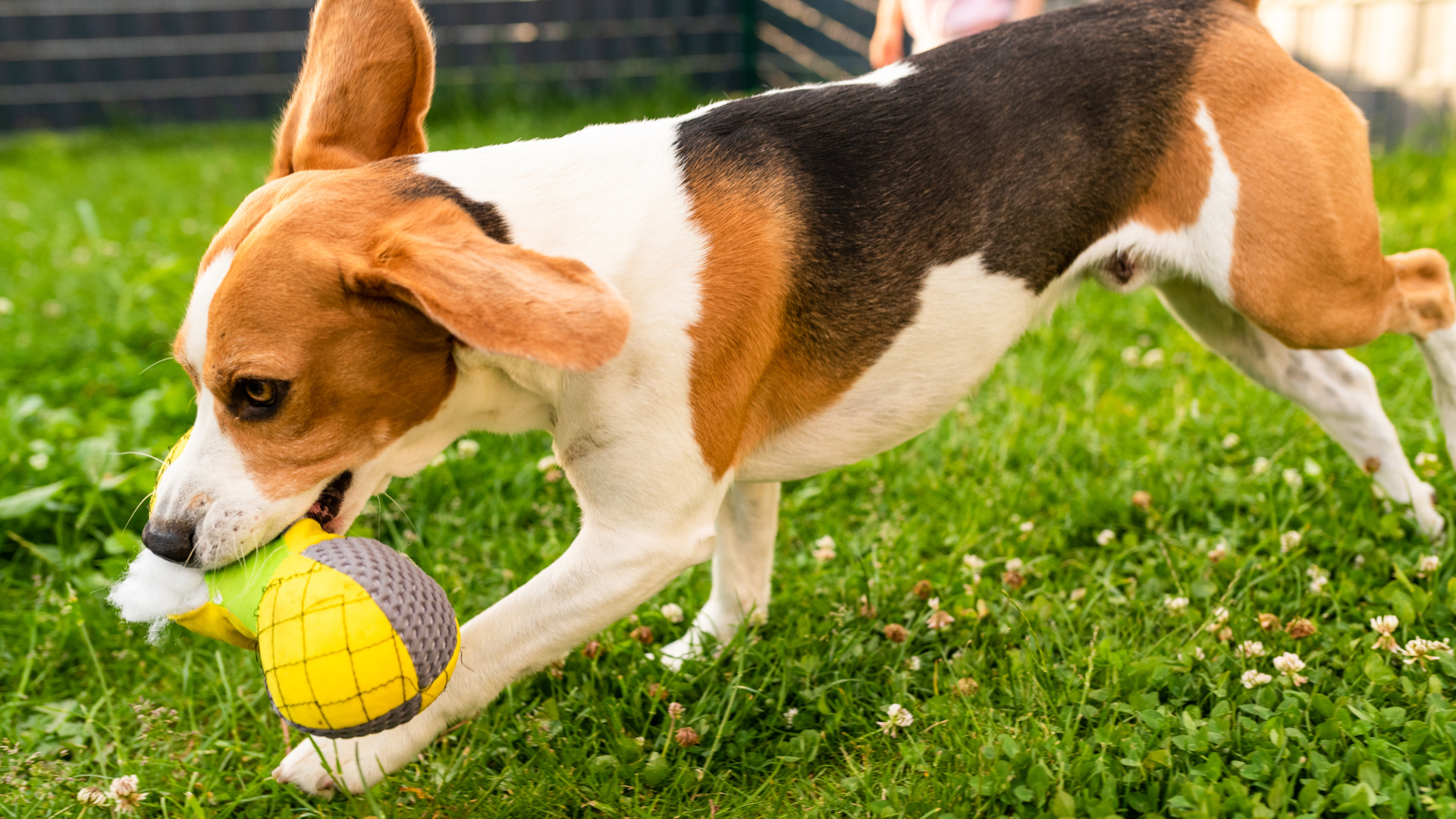 Pet playing in the yard