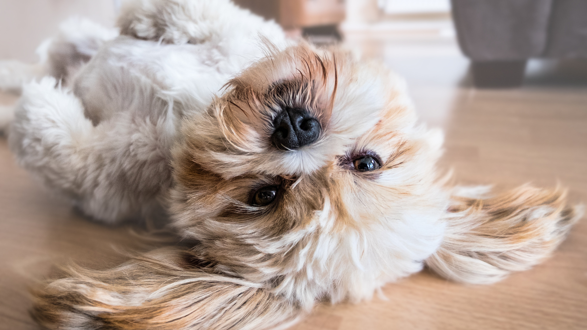 pet comfortable in the floor