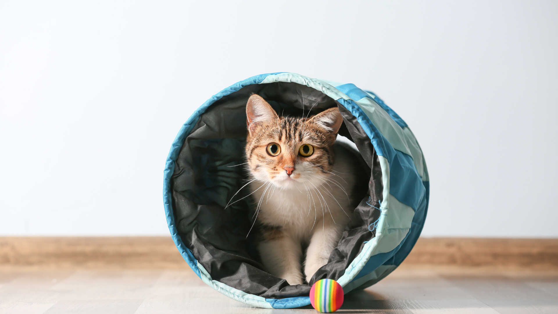 pet proofing